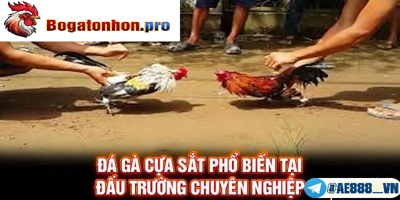 Địa điểm đá gà cựa sắt nổi tiếng Tonhon
