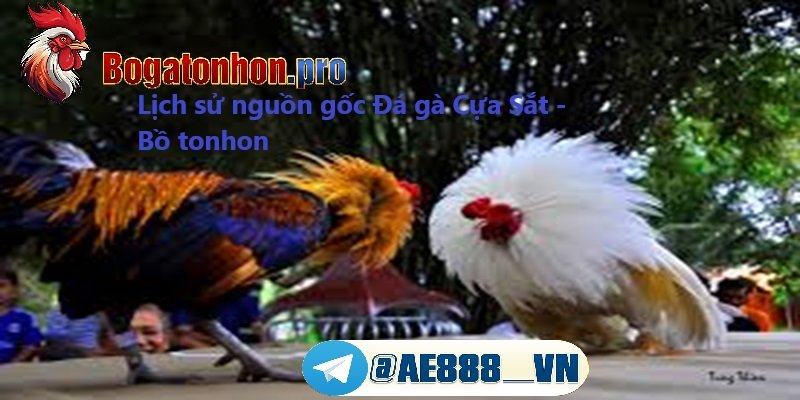 Lịch sử nguồn gốc Đá gà cựa sắt