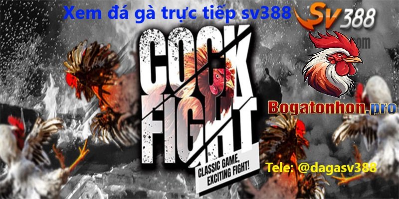 Đá gà trực tiếp Sv388 bồ Tonhon