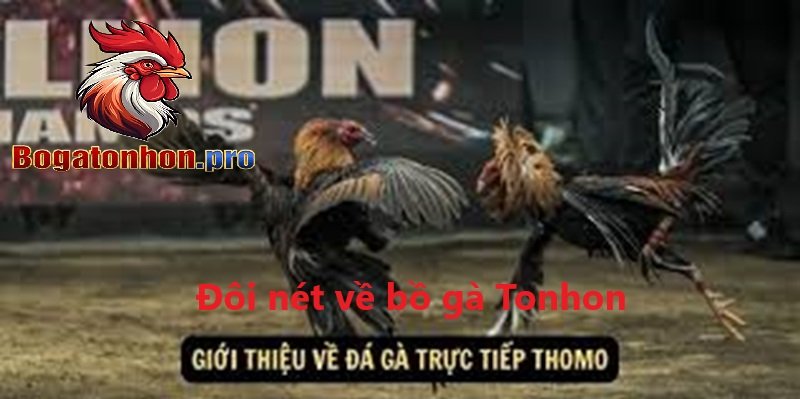 Đôi nét về bồ gà Tonhon