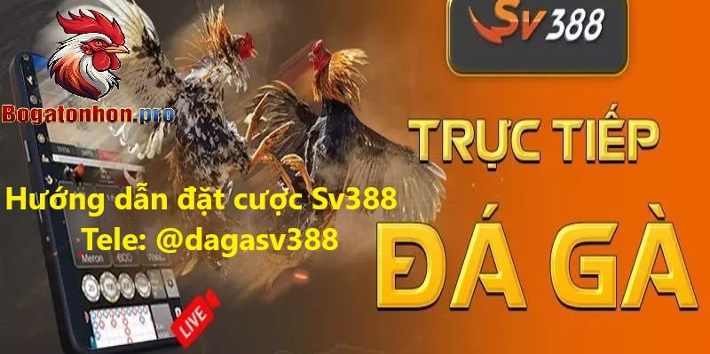 Hướng dẫn đặt cược Sv388 đá gà bồ Tonhon
