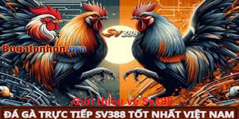 Tổng quan đá gà sv388