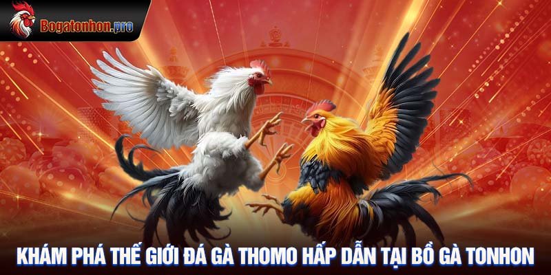 Khám phá thế giới Đá gà Thomo hấp dẫn tại Bồ gà Tonhon