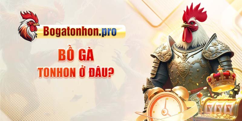Bồ gà tonhon ở đâu? 