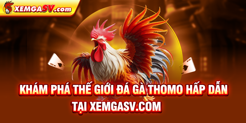 Khám phá thế giới Đá gà Thomo hấp dẫn tại Bồ gà Tonhon