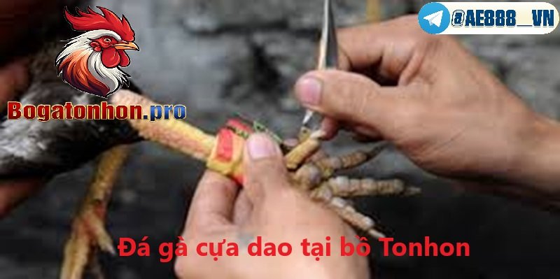 Đá gà cựa dao bồ gà Tonhon