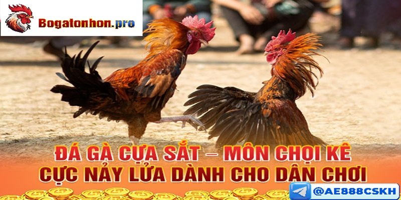 Đá gà cựa sắt tại bồ tonhon