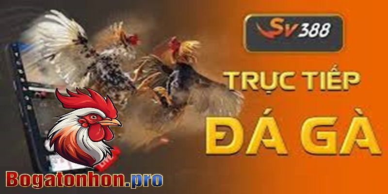 Trực tiếp đá gà tonhon