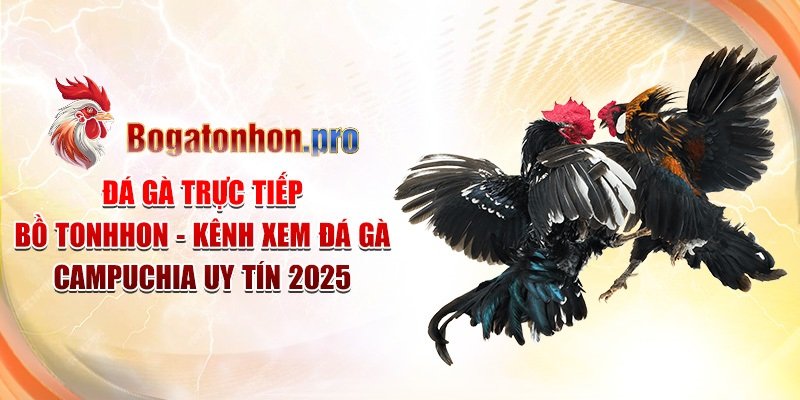 Đá Gà Trực Tiếp Bồ Tonhon - Kênh Xem Đá Gà Campuchia Uy Tín 2025